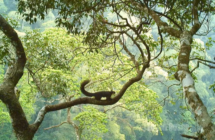 VQG Du Già - Cao nguyên đá Đồng Văn thuộc địa bàn các xã Tùng Bá, Minh Sơn, Du Già, tỉnh Tuyên Quang. Đây là khu vực có tính đa dạng sinh học cao.