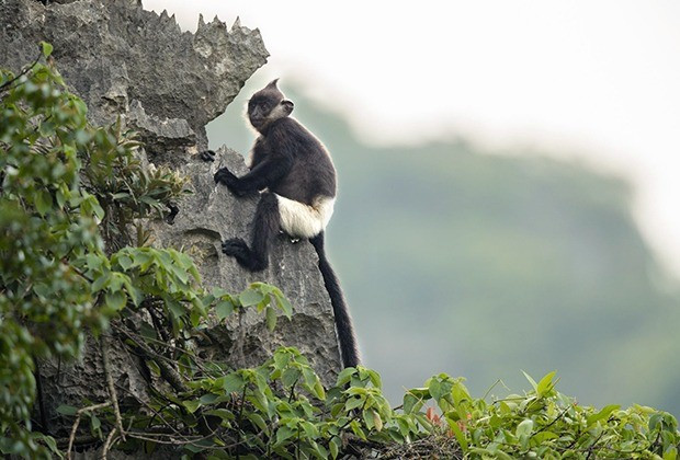 Loài voọc mông trắng thuộc họ khỉ (Cercopithecidae), bộ linh trưởng (Primates). Chúng được xác định là loài đặc hữu của Việt Nam, không có ở bất kỳ nơi nào khác trên Trái đất. Ảnh: eprc.asia.