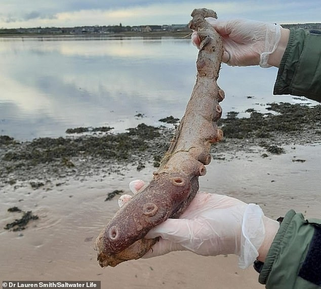 Tiến sĩ Lauren Smith, nhà sinh vật học biển tại tổ chức nghiên cứu Saltwater Life, gọi đây là "một phát hiện phi thường". Bà cho hay cách con bạch tuộc trôi dạt vào bờ biển "là một điều bí ẩn".