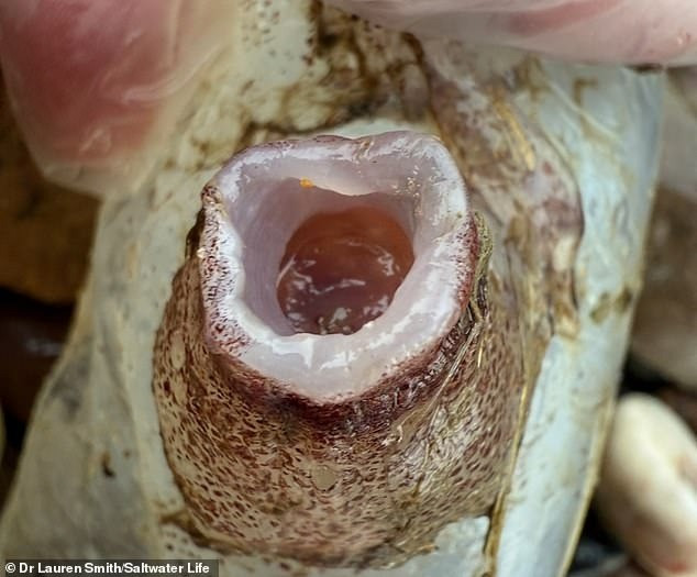 Theo Tiến sĩ Lauren, con bạch tuộc "7 chân" có khả năng bị cá voi tấn công trước khi xác của nó trôi dạt vào bờ. Một khả năng khác là nó mắc lưới của ngư dân rồi bị ném trở lại biển. Ngoài ra, sinh vật biển sâu này cũng có thể đã bị mất phương hướng, tự bơi vào vùng nước nông rồi xác trôi dạt vào bờ biển.