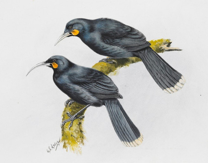 Lần cuối cùng loài chim Huia được nhìn thấy là vào năm 1907 mặc dù nhiều người tin rằng loài chim này còn tồn tại đến năm 1920 rồi mới hoàn toàn bị tuyệt chủng. Ảnh: Te Papa by George Edward Lodge.