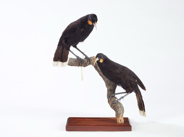 Lông chim Huia không chỉ là vật trang trí mà còn là biểu tượng địa vị. Chỉ những tù trưởng và những người Maori có uy tín mới được phép đeo lông vũ của chim Huia trên đầu. Ảnh: Te Papa.