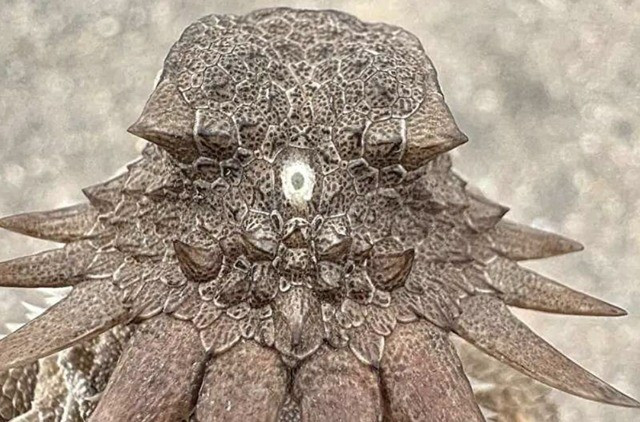 Các nhà nghiên cứu thuộc Đại học Lund (Thụy Điển) và Đại học Sussex (Anh) mới đăng báo cáo trên chuyên san Current Biology nói về khám phá thú vị. Đó là mọi loài có xương sống đều tiến hóa từ một tổ tiên xa xưa sở hữu một mắt duy nhất hay còn gọi độc nhãn. Con mắt duy nhất này nằm trên đỉnh đầu. Ảnh: Creative Commons.