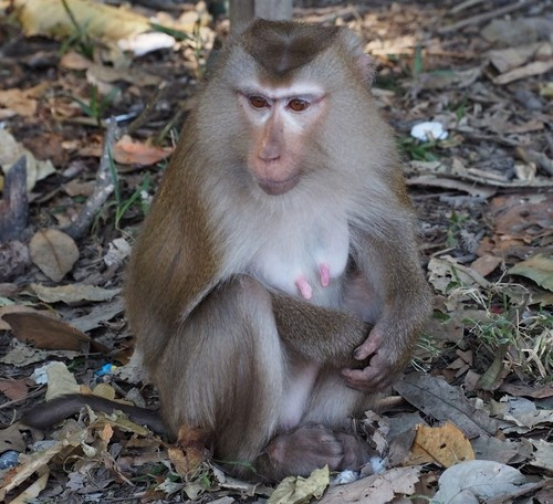Khỉ đuôi lợn phân bố ở nhiều nước trên thế giới bao gồm: Bangladesh, Campuchia, Trung Quốc, Ấn Độ, Lào, Myanmar, Thái Lan, Việt Nam... Ảnh: J. Maughn.