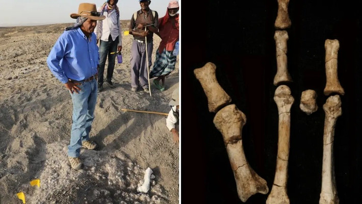 Khả năng vừa leo cây, vừa đi thẳng này cho thấy Burtele Foot đã thích nghi linh hoạt với môi trường đầy rẫy thú săn mồi. Ảnh: Stephanie Melillo, Mercyhurst University/Yohannes Haile-Selassie/ASU.