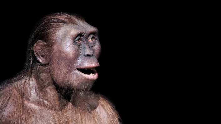 Phát hiện này củng cố nhận định rằng, vào khoảng 3,5 - 3,3 triệu năm trước, 2 loài thuộc nhánh tiến hóa của loài người cùng sống trong một khu vực. Điều này phản bác quan niệm lâu nay rằng, quá trình tiến hóa thời kỳ đầu của loài người chỉ diễn ra theo đường thẳng và mỗi thời điểm chỉ có một loài tồn tại. Ảnh: Shutterstock.