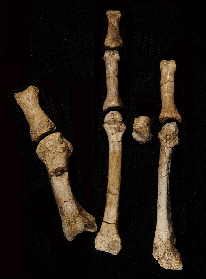 Theo nhóm nghiên cứu, khám phá đột phá trên được xác nhận sau khi các nhà khoa học tìm thấy thêm 25 răng và xương hàm của một đứa trẻ khoảng 4,5 tuổi trong khu vực Burtele, vùng Afar (Ethiopia). Ảnh: Yohannes Haile-Selassie.