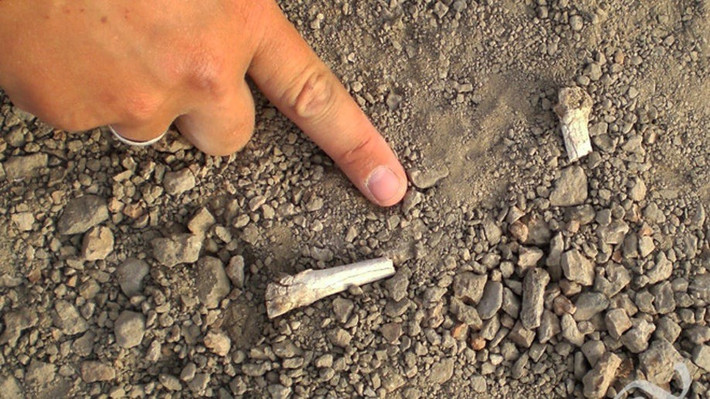 Kết quả này giúp các chuyên gia xác định chính xác chủ nhân của bộ xương bàn chân mang đặc điểm vừa giống người vừa giống vượn. Ảnh: Yohannes Haile-Selassie / The Cleveland Museum of Natural History.