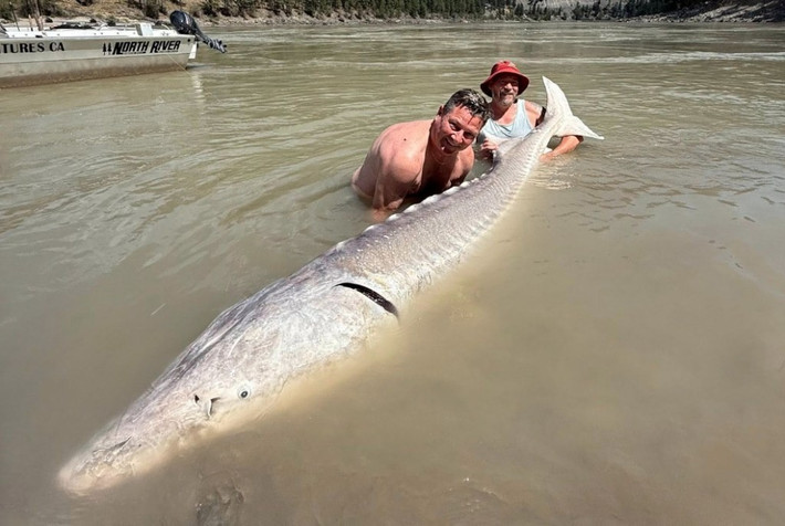 Công ty River Monster Adventures - đơn vị tổ chức chuyến đi câu cho biết con cá tầm trắng khổng lồ trên được mệnh danh là "Ghost" (Bóng ma) vì nó được nhìn thấy suốt 15 năm nhưng chưa ai từng bắt được.