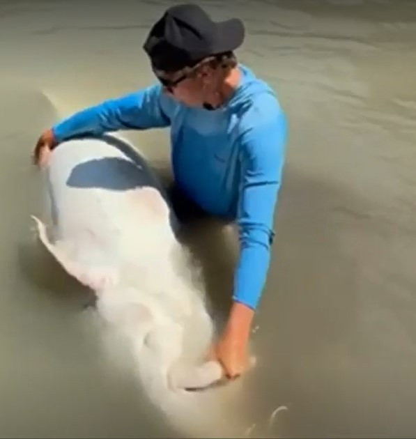 Jeff Grimolfson, chủ công ty River Monster Adventures, chia sẻ với Global News rằng việc bắt được "Ghost" rất thú vị và hồi hộp.