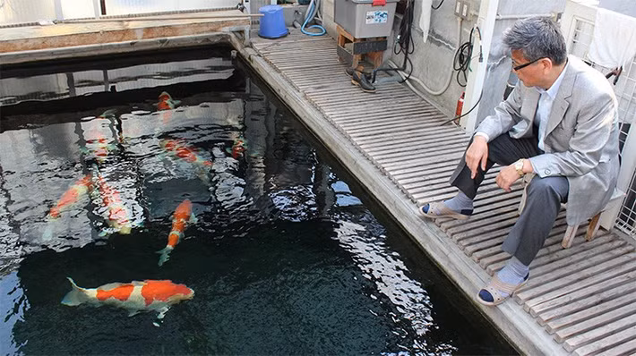 Giống Kohaku là giống cá Koi trắng xen lẫn các mảng đỏ. Một con cá Koi Kohaku hoàn hảo thì màu trắng phải nguyên sơ, không có bất kỳ đốm vàng nào. Ảnh: hikari.info.
