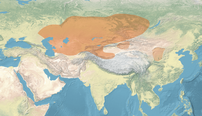 Cuộc khai quật do Bảo tàng Lịch sử Khu vực Karaganda dẫn đầu. Ngôi mộ không có dấu hiệu bị cướp bóc, xáo trộn trong những năm qua nên giúp ích rất nhiều cho việc nghiên cứu của các chuyên gia. Ảnh: Public Domain.