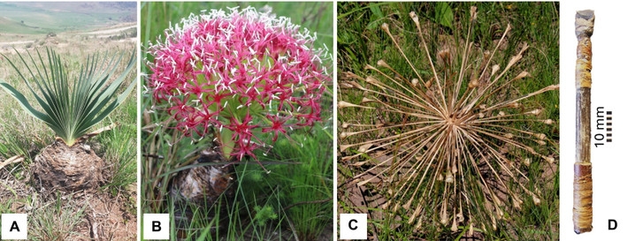 Sự hiện diện của chất độc trên đã đưa ra lời giải thích thuyết phục cho bí ẩn lâu nay về thiết kế “nhỏ bất thường” của các mũi tên cổ. Ảnh: science.org.