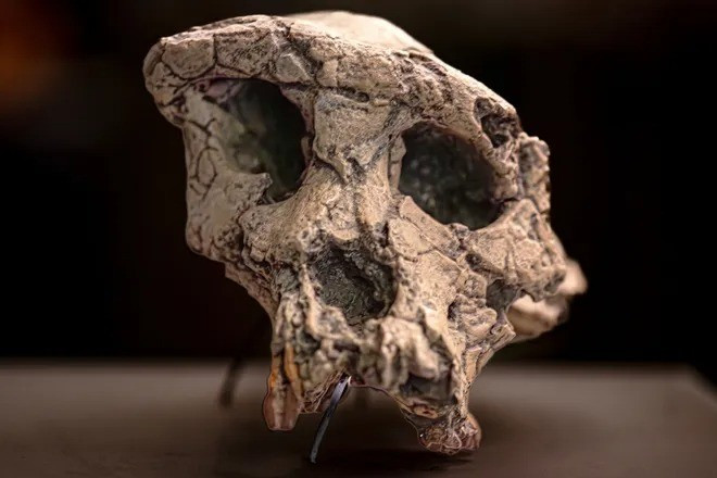 Theo đó, Sahelanthropus tchadensis được xem là hominin cổ nhất - thành viên đầu tiên trong dòng tiến hóa dẫn đến con người kể từ thời điểm tách ra khỏi tinh tinh. Ảnh: Svet foto/Shutterstock.