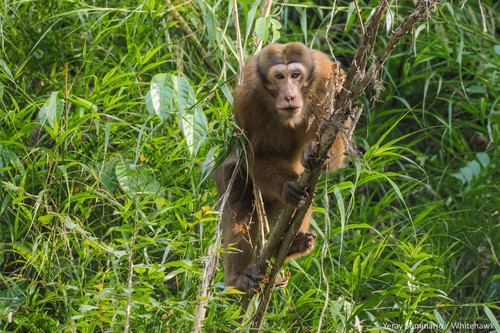 Thức ăn chủ yếu của khỉ mốc gồm quả, lá non, côn trùng, thằn lằn và một số động vật nhỏ. Tuổi thọ của chúng là khoảng 30 năm khi sống trong môi trường tự nhiên. Ảnh: Yeray Seminario.