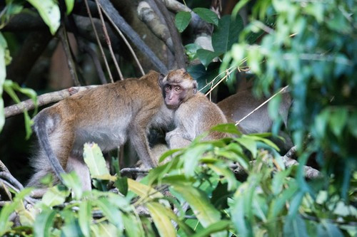 Khi trưởng thành, mỗi con khỉ đuôi dài thường nặng khoảng 6 - 8 kg. Chúng sở hữu bộ lông màu xám, trên đầu có chòm lông mọc ra sau, đuôi dài thòng xuống quá hai chi sau. Ảnh: Jonathan Aguayo.