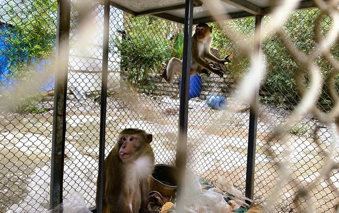 Vào ngày 28/12, Công an xã Xuân Thái, tỉnh Thanh Hóa thông tin đơn vị đã tuyên truyền, vận động một hộ dân trên địa bàn tự nguyện giao nộp 2 cá thể khỉ thuộc loài nguy cấp, quý hiếm. Ảnh: Công an cung cấp.
