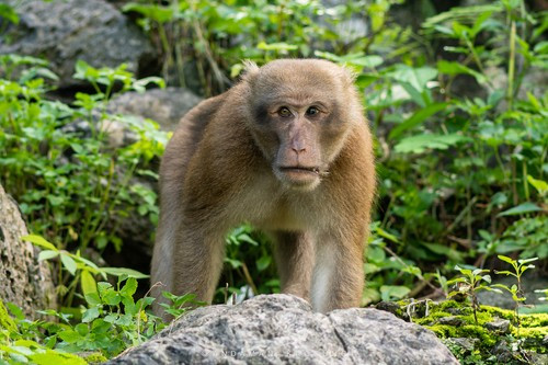 Ông Lê Văn Đ. cho biết đã mua 2 cá thể khỉ quý hiếm trên về nuôi cách đây 2 năm. Sau khi được lực lượng công an xã tuyên truyền, giải thích các quy định của pháp luật cũng như ý nghĩa của công tác cứu hộ, bảo tồn động vật hoang dã, ông Đ. đã tự nguyện giao 2 cá thể động vật trên. Ảnh: Andaman Kaosung.