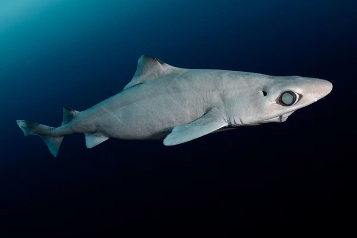 Theo các nhà khoa học, cá mập gulper là một trong ít những sinh vật tiền sử còn tồn tại đến ngày nay. Trong số các loài cá mập, cá mập gulper là loài có tỷ lệ dầu gan chứa squalene cao nhất. Bởi lẽ, dầu gan của cá mập gulper chứa hơn 70% squalene. Ảnh: Andy Murch/Nature Picture Library.