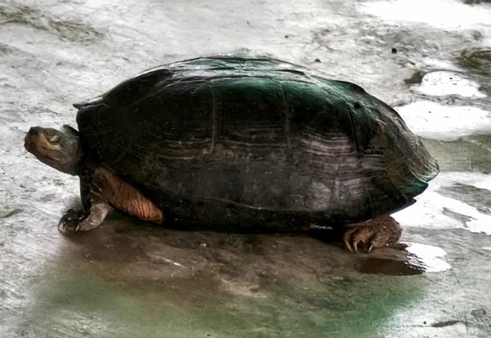 Trước đó, vào khoảng 17h cùng ngày (18/11), ông Hùng đi thăm rẫy gần bờ sông Cái Phan Rang thuộc thôn Ninh Quý 3 thì phát hiện con rùa đang bò. Ảnh: Công an xã Phước Hậu.