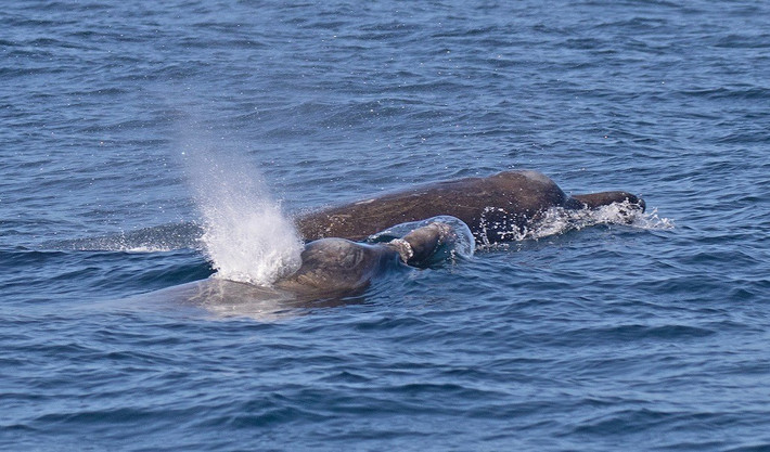 Loài này có tên gọi là vì có phần mõm dài, răng lại có hình dạng như lá của cây rẻ quạt, hay còn gọi là cây ngân hạnh, bạch quả. Ảnh: Robin Gwen Agarwal/iNaturalist (CC BY-NC 4.0).