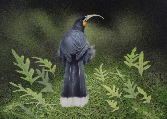 Chiếc lông vũ của chim Huia được bán với giá khoảng 726 triệu đồng có trọng lượng 9g. Điều này có nghĩa là giá của chiếc lông vũ thậm chí còn đắt gấp nhiều lần vàng. Ảnh: Paul Martinson by Paul Martinson.