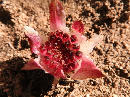 Trong nhiều thập kỷ, Rhizanthella gardneri chỉ được phát hiện ở một số ít địa điểm ở phía Tây Australia. Số lượng cây hoa lan này này rất ít và được phân loại là "cực kỳ nguy cấp" khi chỉ có 3 quần thể Rhizanthella gardneri được bảo vệ trong các khu bảo tồn thiên nhiên. Ảnh: ramcad1.