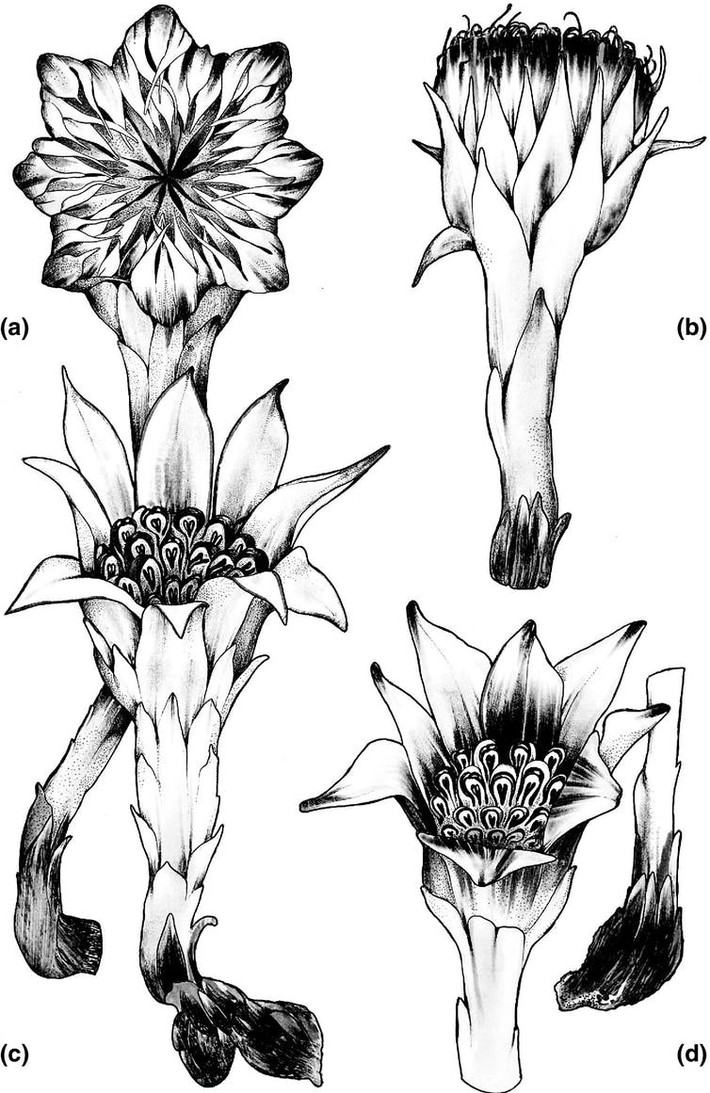 Hoa của Rhizanthella gardneri thường nằm sâu dưới mặt mặt đất khoảng 5 - 10 cm. Đôi khi, người ta có thể nhìn thấy hoa của chúng bên dưới lớp đất mỏng. Ảnh: csiro.au.