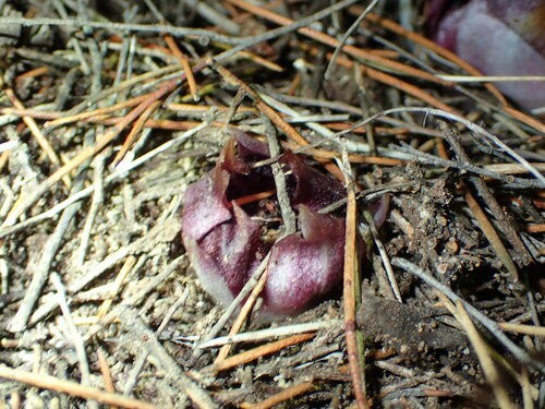 Hạt của lan Rhizanthella gardneri rất nhỏ và có thể được phát tán cục bộ nhờ kiến ​​hoặc sự di chuyển của đất hơn là gió. Ảnh: Hugo Innes.