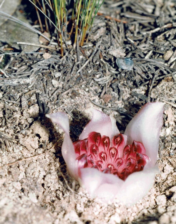 Là một trong những loài thực vật độc đáo nhất thế giới, Rhizanthella gardneri là tên khoa học của loài cây thuộc họ Lan, có nguồn gốc từ phía Tây Australia. Ảnh: Jean and Fred Hort.