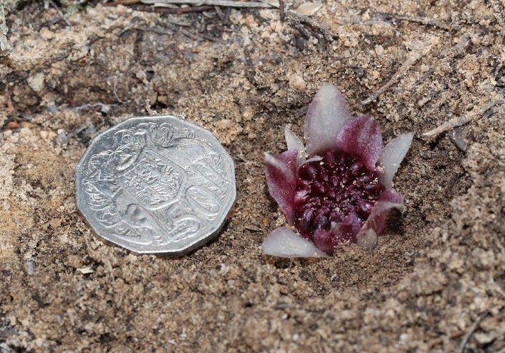 Không giống như hầu hết các loài thực vật khác, Rhizanthella gardneri không có diệp lục, có nghĩa là nó không thể quang hợp. Ảnh: chookman.id.au.