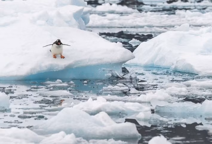 NOAA cho hay Bắc Cực đang ấm lên với tốc độ nhanh hơn nhiều so với phần còn lại của Trái đất, phản ánh những biến đổi sâu sắc và ngày càng rõ rệt trong hệ thống khí hậu khu vực. Ảnh: azertag.az.