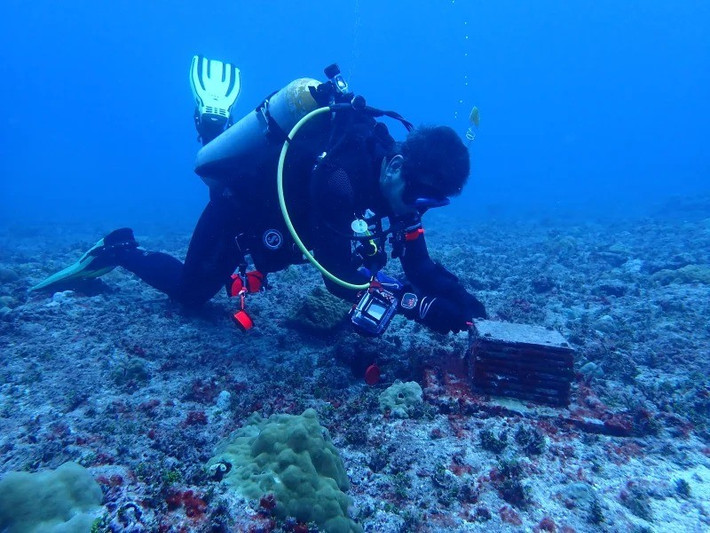 Các chuyên gia cho biết đã xác nhận được ít nhất 20 loài sinh vật mới ở vùng biển sâu thuộc Thái Bình Dương. Con số này dự kiến sẽ tăng thêm khi họ phân tích toàn bộ mẫu vật và xác nhận bằng phương pháp di truyền học. Ảnh: Chrissy Piotrowski/California Academy of Sciences.