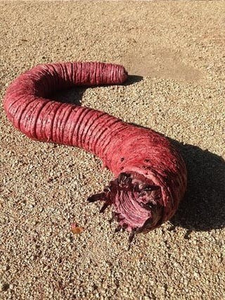 Vì vậy, người địa phương thường tránh xa những khu vực được cho là có sự xuất hiện của giun tử thần Mông Cổ để tránh gặp tai họa kinh hoàng. Ảnh: reddit.