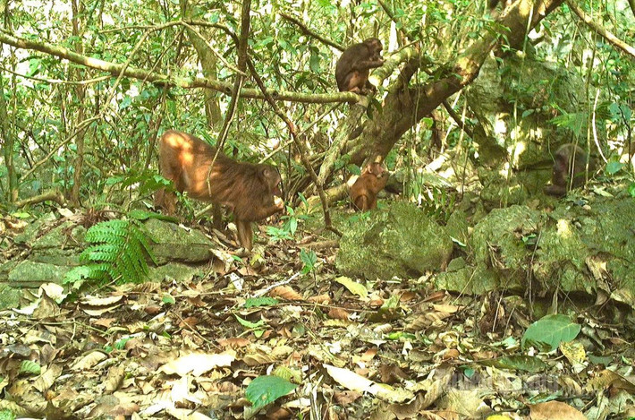 Theo ghi nhận, không chỉ đa dạng về hệ thực vật, VQG Du Già - Cao nguyên đá Đồng Văn còn là nơi sinh sống của 318 loài động vật có xương sống trên cạn gồm 72 loài thú, 162 loài chim, 84 loài bò sát và lưỡng cư.