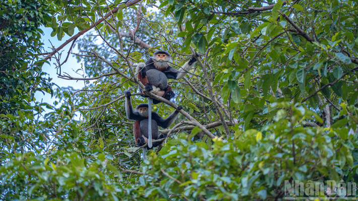 Ngay sau khi nhận tin báo từ người dân về sự xuất hiện của voọc 7 màu, ban cán sự thôn 4 đã báo cáo sự việc lên chính quyền xã Hà Linh và cơ quan chức năng để có phương án bảo vệ, xử lý theo quy định. Ảnh: Nhân dân.