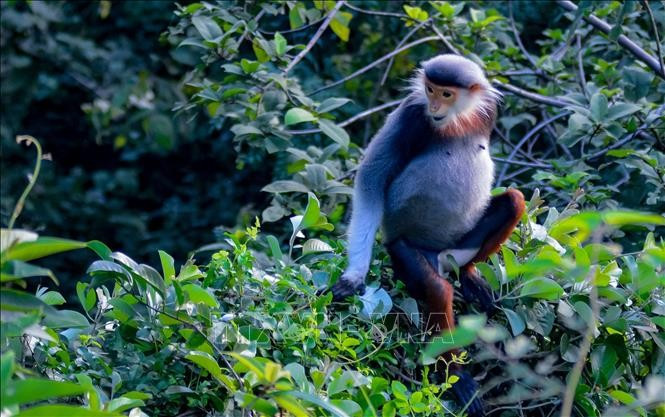 Trong đó, bán đảo Sơn Trà ở Đà Nẵng là nơi được đánh giá có quần thể voọc chà vá chân nâu lớn và đa dạng nhất Việt Nam. Ảnh: TTXVN.