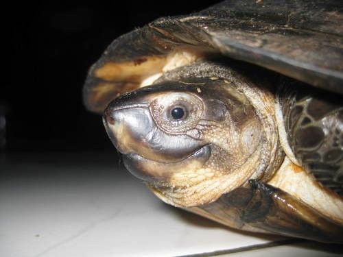 Công an xã Phước Hậu đã tiếp nhận và phối hợp với Hạt kiểm lâm khu vực Ninh Phước - Thuận Nam xác định cá thể động vật hoang dã trên là loài rùa đầm lầy đen, còn gọi là rùa đầu đen hoặc rùa đen. Ảnh: Ganjar Cahyadi.