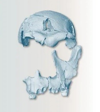 Hộp sọ hóa thạch mới được phục dựng, gọi là DAN5, có những đặc điểm chung với Homo erectus, loài người sơ khai đầu tiên có tỷ lệ cơ thể hiện đại và di cư từ châu Phi. Tuy nhiên, hộp sọ này cũng có một số đặc điểm liên quan đến loài Homo habilis trước đó. Phát hiện này hé lộ bức tranh tiến hóa phức tạp của tổ tiên loài người sơ khai đến Homo erectus. Ảnh: Karen L. Baab and National Museum of Ethiopia.