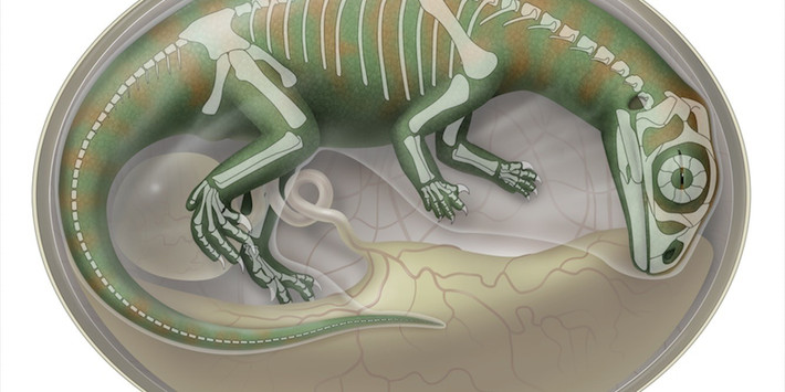 Mặc dù loài khủng long này khi trưởng thành có thể dài tới 4,8m nhưng những phôi thai này dường như đã hóa thạch vào khoảng 2/3 thời gian ấp trứng. Do mẫu phôi thai trong trứng rất nhỏ nên hộp sọ khủng long chỉ dài khoảng 2,2 cm và bao gồm 2 bộ răng rộng từ 0,4 - 0,7 mm. Ảnh: D Mazierski.