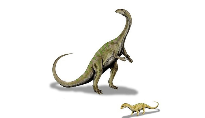 Kết luận này được đưa ra sau khi các nhà nghiên cứu thu thập, phân tích dữ liệu từ phôi rùa, gà, thằn lằn và cá sấu sông Nile để so sánh với tổ trứng khủng long trên. Ảnh: Nobu Tamura/Wikimedia Commons.