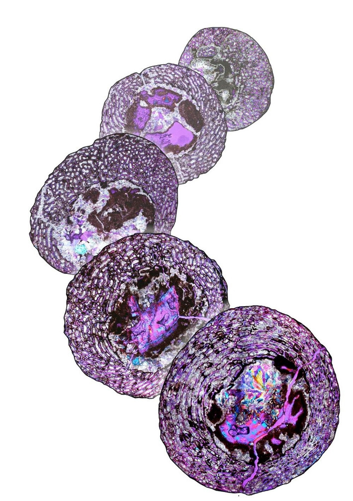 Phôi khủng long đến nay vẫn còn rất hạn chế vì chúng khó quan sát và rất dễ vỡ. Tuy nhiên, với việc sử dụng những công nghệ, kỹ thuật hiện đại, nhóm nghiên cứu có thể dựng hình ảnh kỹ thuật số của hóa thạch với độ phân giải chi tiết đến từng tế bào xương. Ảnh: D Mazierski and D Scott, from photos by A LeBlanc.