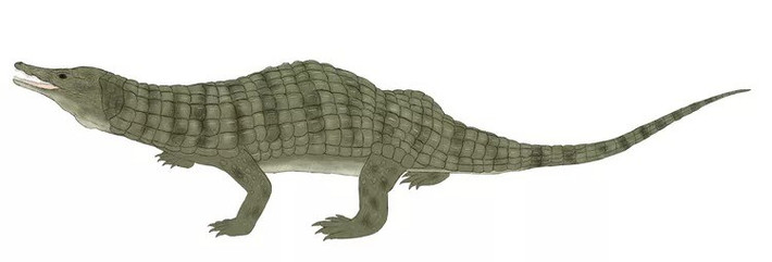 Elton và thành viên khác của loài mới được phát hiện, có tên Thikarisuchus xenodentes, sở hữu loạt răng có hình dạng khác nhau, bao gồm cả răng nanh có vỏ bọc và các loại răng nanh chuyên biệt khác dùng để ăn thực vật và côn trùng. Ảnh: Neil Pezzoni/Wikimedia Commons/CC BY-SA 4.0.