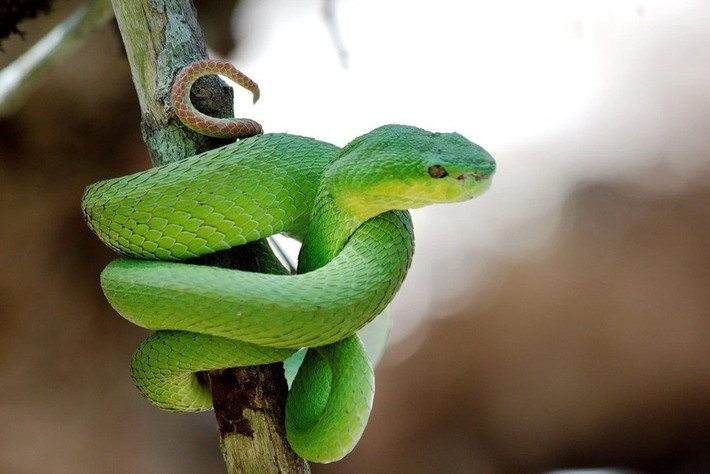 Rắn lục đuôi đỏ là tên gọi chung của một nhóm các loài rắn thuộc chi Trimeresurus, họ rắn lục (Viperidae). Ảnh: flickr.