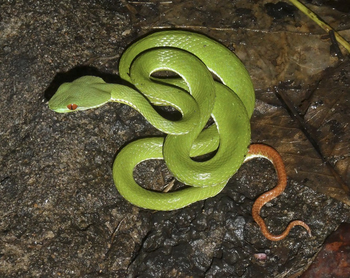 Trong đó, nhiều trường hợp nhập viện trong tình trạng nguy kịch vì bị rắn lục đuôi đỏ tấn công. Nhờ được đưa đến bệnh viện kịp thời, sức khỏe của họ dần hồi phục. Ảnh: Roy Bateman.