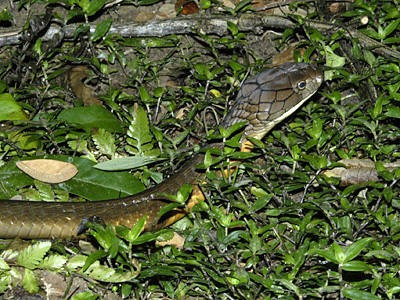 Loài rắn hổ mang chúa phân bố chủ yếu trong các vùng rừng nhiệt đới trải dài từ Ấn Độ đến Đông Nam Á. Ảnh: ecologyasia.com.