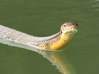 Là loài rắn độc dài nhất thế giới, mỗi cá thể rắn hổ mang chúa khi trưởng thành có thể đạt chiều dài lên tới 7m. Ảnh: ecologyasia.com.