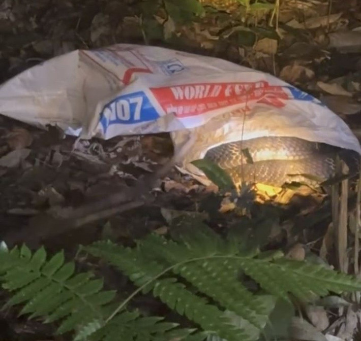 Vào ngày 27/11, Công an tỉnh Phú Thọ cho biết một người dân thôn Ninh Nội (xã An Bình, Phú Thọ) đã trình báo về việc phát hiện con rắn hổ mang chúa nặng 7 kg trong vườn nhà. Ảnh: Người lao động.