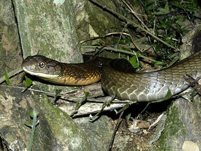 Sau quá trình tiếp cận thận trọng, lực lượng chức năng đã khống chế thành công con rắn hổ mang chúa trong tình trạng sức khỏe ổn định. Ảnh: ecologyasia.com.