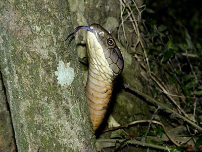 Rắn hổ mang chúa có tên khoa học là Ophiophagus Hannah. Đây là loài động vật cấp quý hiếm thuộc nhóm 1B, đang bị đe dọa tuyệt chủng do bị săn bắt và buôn bán trái phép. Ảnh: ecologyasia.com.